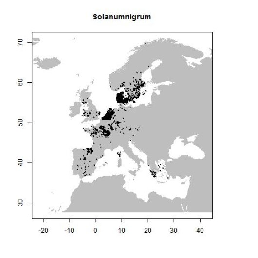 Solanum nigrum L.